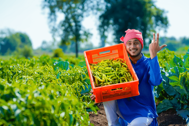 young-indian-farmer-green-chilly-field (1)